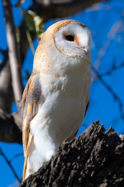 Coruja-das-torres tyto alba málaga espanha