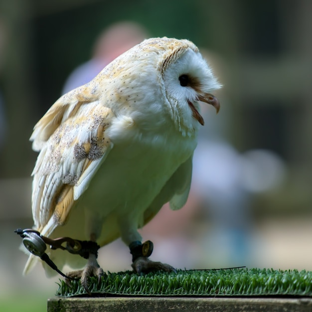 Coruja-das-torres (Tyto alba)