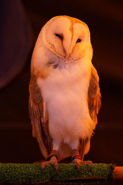 Coruja-das-torres (Tyto alba)