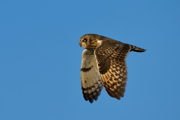 Coruja-de-cara-curta Asio flammeus