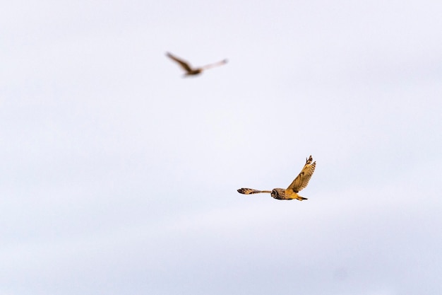 Coruja de orelha curta asio flammeus málaga espanha