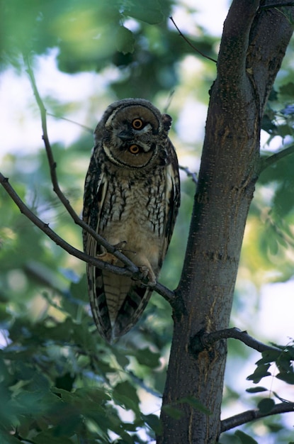 Coruja de orelhas longas Asio otus Coruja empoleirada em uma juvelina de ramo