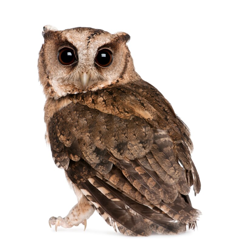 Foto coruja de scops indiana nova, otus bakkamoena, no branco isolado