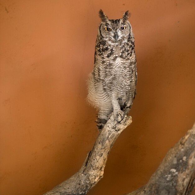 Coruja em um zoológico africano