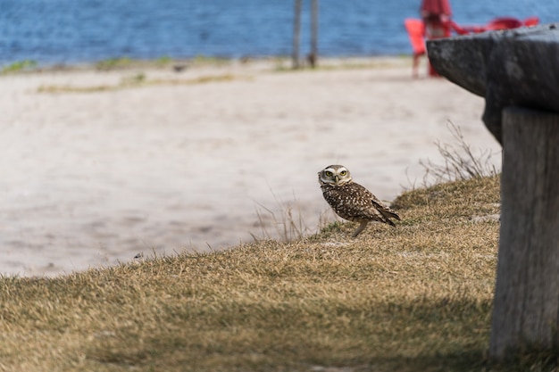 Coruja livre na natureza assistindo na areia da lagoa em Rio das Ostras no Rio de Janeiro.