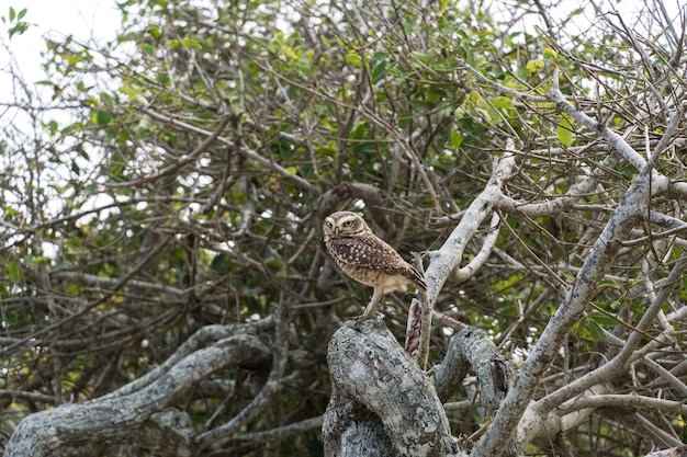 Coruja livre na selva vigiando os galhos de uma árvore em Rio das Ostras, no Rio de Janeiro.