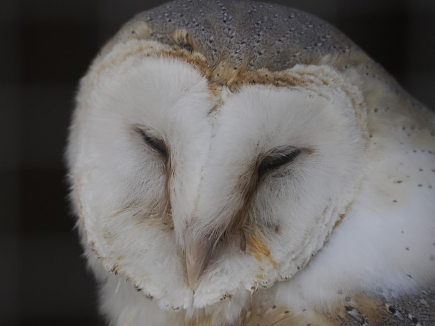 Coruja noturna feche o retrato em uma falcoaria de treinamento