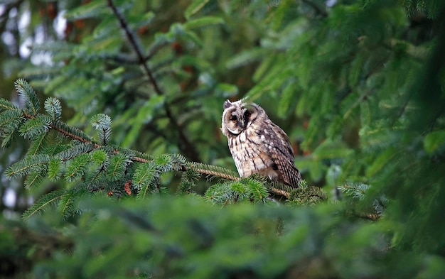 Coruja orelhuda juvenil empoleirada na floresta