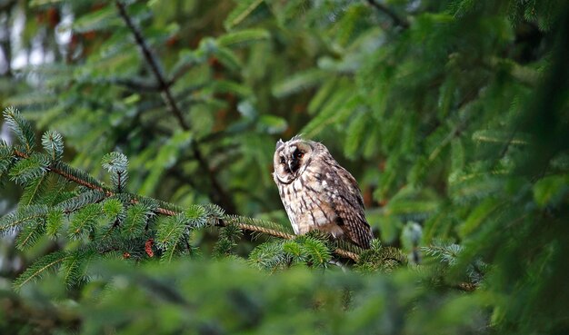 Coruja orelhuda juvenil empoleirada na floresta