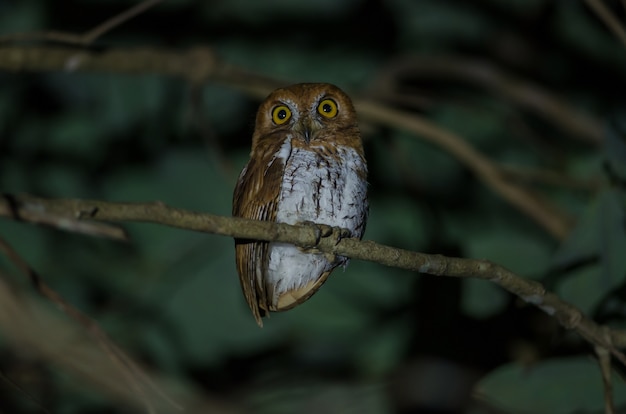 Coruja oriental (otus sunia) em pé em um galho