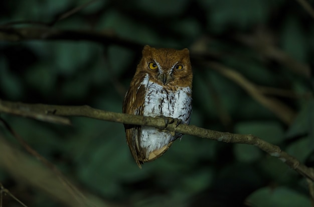 Coruja oriental (otus sunia) em pé em um galho