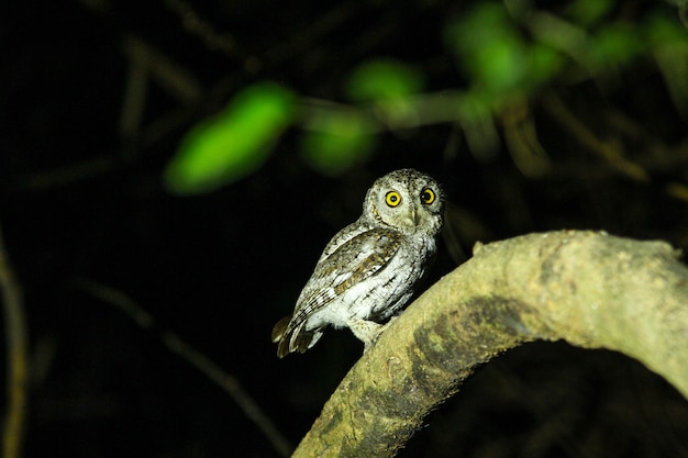 Coruja Oriental (Otus sunia)