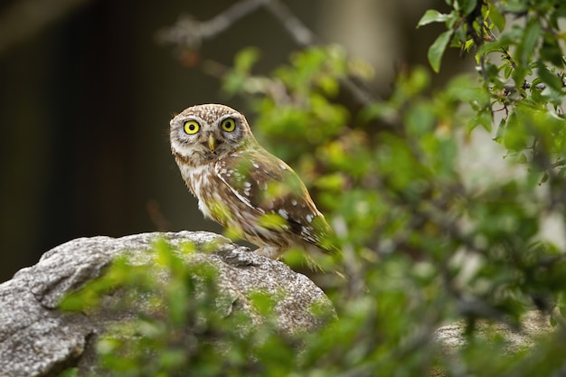 Coruja pequena interessada que espreita atrás de um ramo verde.