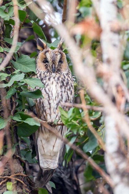 Foto coruja-pequena sentada em uma árvore (asio otus)