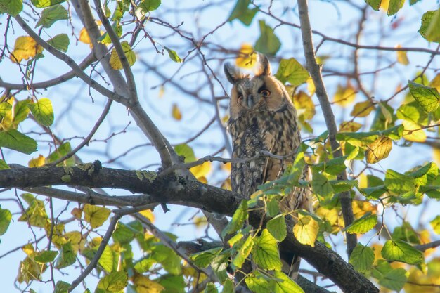 Coruja-pequena sentada em uma árvore (Asio otus)