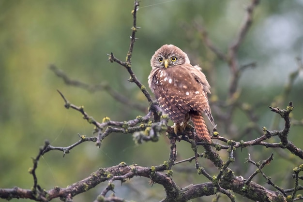 Coruja-pigmeu-ferruginosa Glaucidium brasilianum Floresta de Calden Província de La Pampa Patagônia Argentina