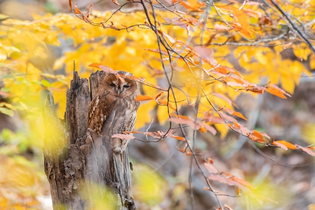 Coruja Tawny na floresta de outono. Strix aluco