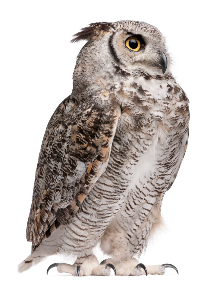 Foto corujão, bubo virginianus subarcticus, em branco isolado