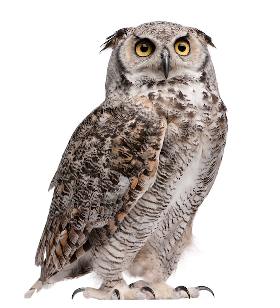 Corujão, Bubo Virginianus Subarcticus, em branco isolado