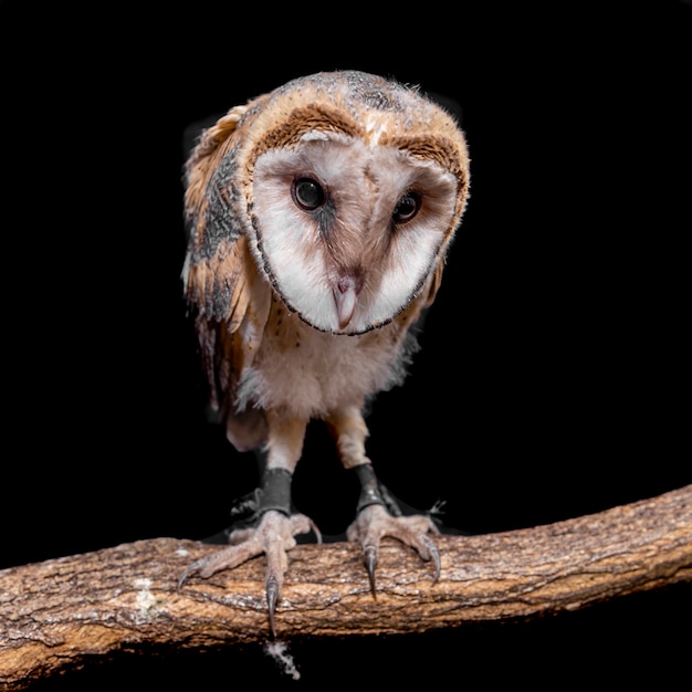 Corujas-das-torres (família Tytonidae) são uma das duas famílias de corujas, a outra sendo as corujas verdadeiras ou corujas típicas, Strigidae.