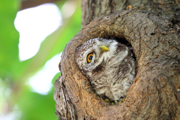 Corujinha malhada no oco de uma árvore Bonito de animal