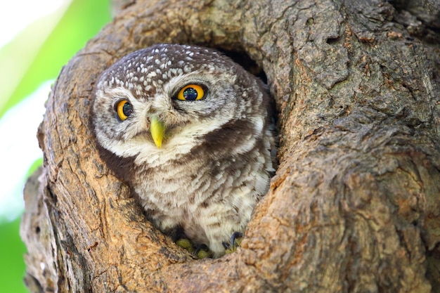 Corujinha malhada no oco de uma árvore Bonito de animal