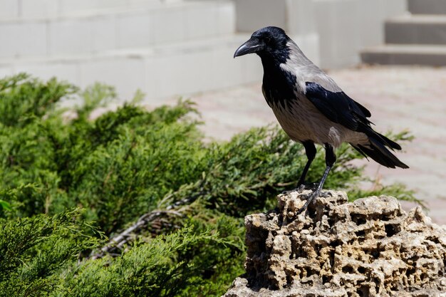 Corvo cinzento, corvo encapuzado (corvus corone cornix) no parque