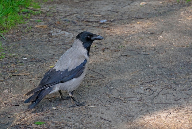 Corvo cinzento Corvus cornix está no caminho da floresta, região de Moscou, Rússia