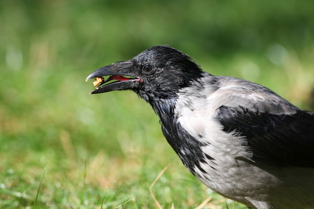 Foto corvo cinzento segura uma porca no bico