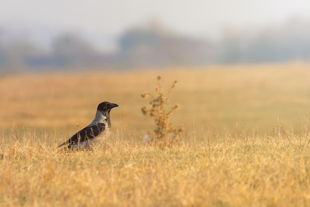 Corvo com capuz Corvus cornix na grama Outono