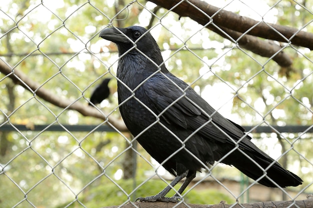 Corvo comum (corvus corax) em uma gaiola se recuperando de seus ferimentos