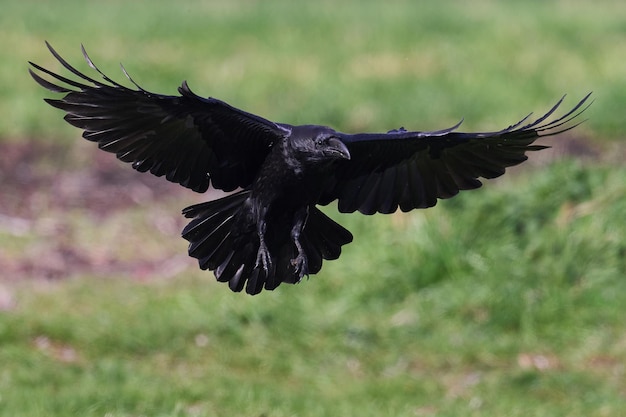 Corvo Corvus corax comum