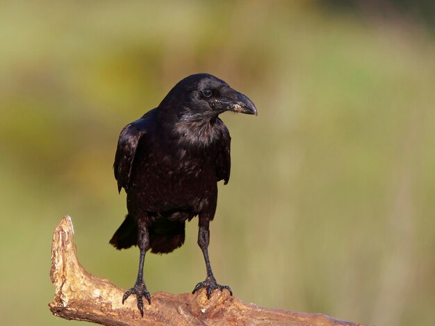 Corvo Corvus corax comum