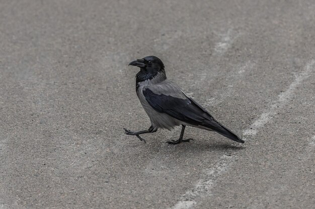 Corvo curioso no close up do parque da primavera Olho de corvo Pássaro inteligente Bico grande O corvo caminha