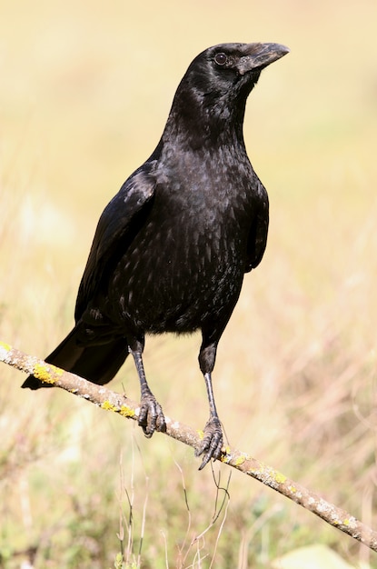 Corvo de carniça com as primeiras luzes do dia, corvo, corvo, pássaro, Corvus corone