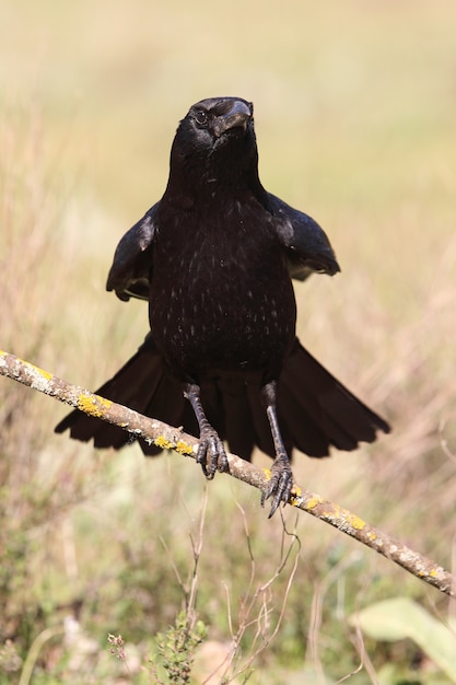 Corvo de carniça com as primeiras luzes do dia, corvo, corvo, pássaro, corvus corone