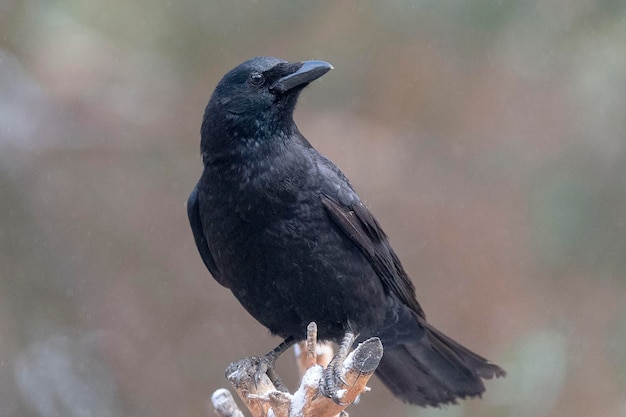 Corvo de carniça Corvus corone Toledo Espanha