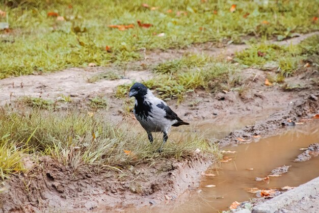 Corvo em uma estrada de areia no outono