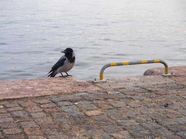 Corvo encapuzado (Corvus cornix) Estocolmo, Suécia