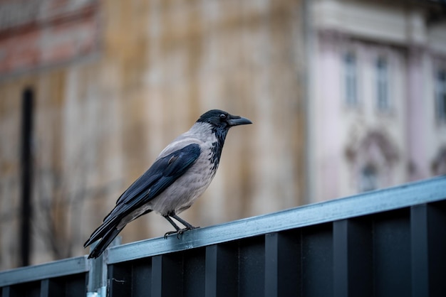 Corvo encapuzado sentado em cima do muro