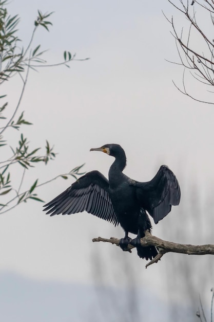 Corvo-marinho-grande (Phalacrocorax carbo) descansando em uma árvore