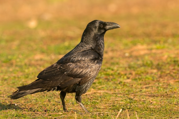 Foto corvo na natureza