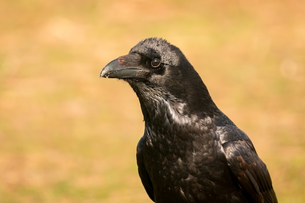 Corvo na natureza