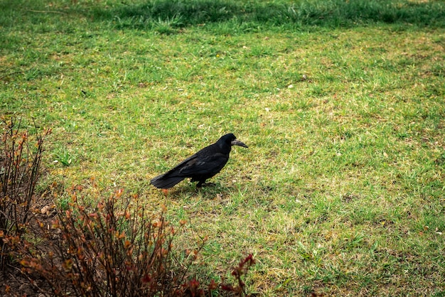 Corvo negro na grama do parque.