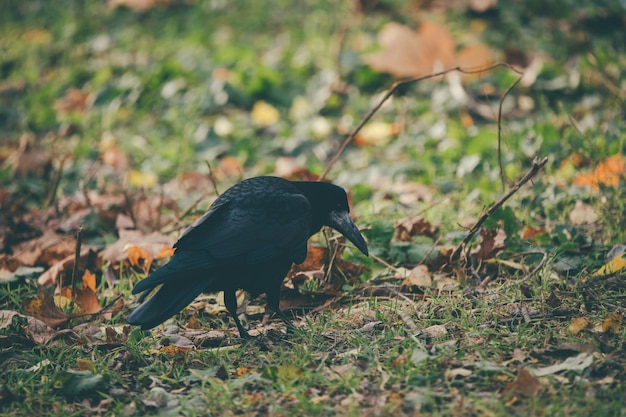 Corvo no parque outono