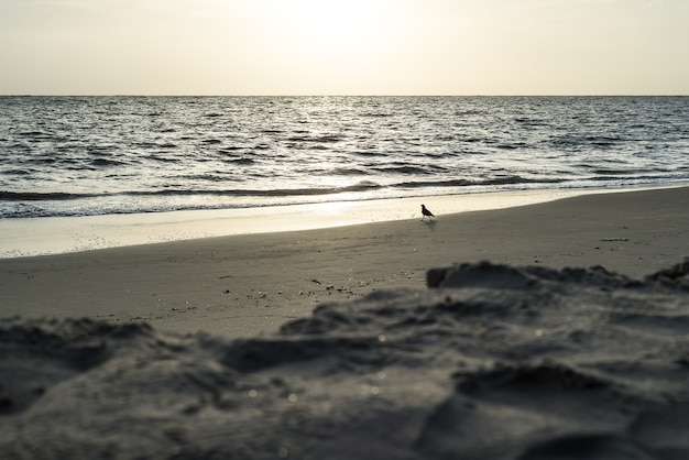 Foto corvo pássaro praia índia pôr do sol
