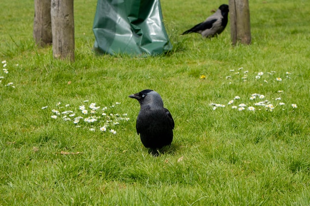 Foto corvo preto na grama