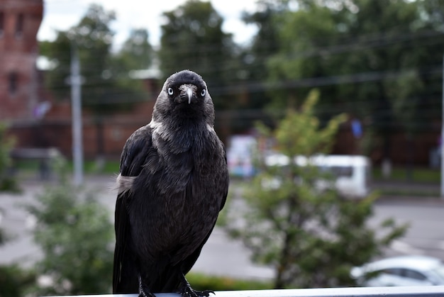 corvo senta-se em grades na cidade