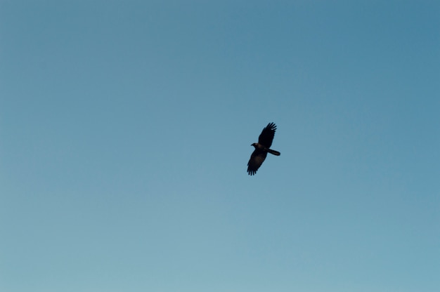 Corvo voador com céu azul ao fundo