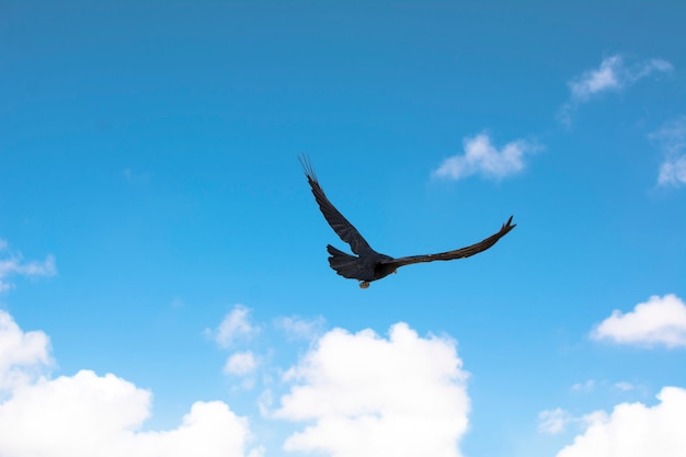 Corvo voando sobre o céu azul